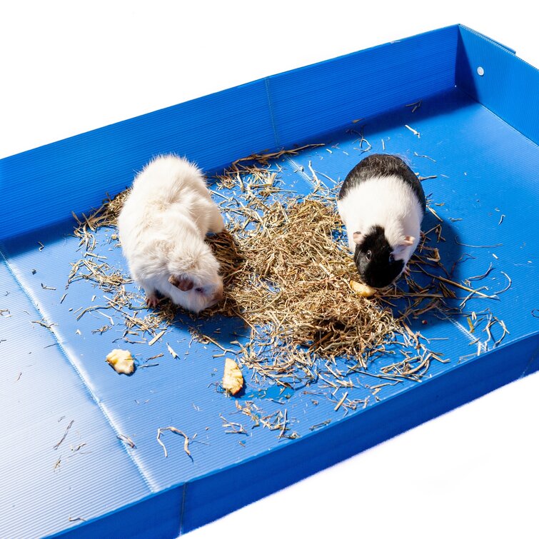 Portable guinea pig outlet cage